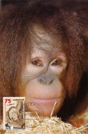 PAYS BAS Carte Maximum - Pongo Pygmaeus - Cartes-Maximum (CM)