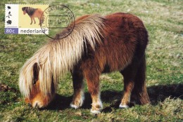 PAYS BAS Carte Maximum - Poney Shetland - Cartes-Maximum (CM)