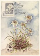 POLOGNE Carte Maximum - Edelweiss - Cartoline Maximum