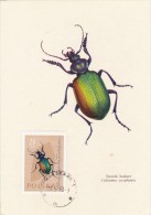 POLOGNE Carte Maximum - Calosama Syncophanta - Cartes Maximum