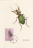 POLOGNE Carte Maximum - Carabus Auronitens - Cartoline Maximum