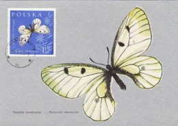 POLOGNE Carte Maximum - Parnassius Mnemosyne - Cartes Maximum