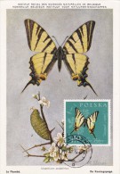 POLOGNE Carte Maximum - Papilio Podalirius - Maximumkaarten