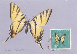 POLOGNE Carte Maximum - Papilio Podalirius - Maximumkaarten