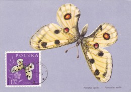 POLOGNE Carte Maximum - Parnassius Apollo - Tarjetas Máxima