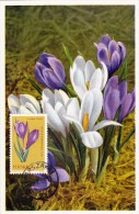 POLOGNE Carte Maximum - Crocus - Maximumkaarten