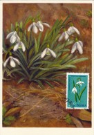 POLOGNE Carte Maximum - Galanthus Nivalis L. - Maximumkarten