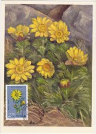 POLOGNE Carte Maximum - Adonis Vernalis L. - Maximumkarten