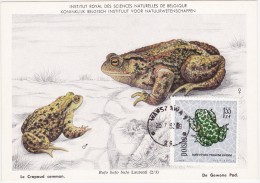 POLOGNE Carte Maximum - Crapaud Vert - Tarjetas Máxima