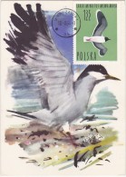 POLOGNE Carte Maximum - Mouette Pygmée - Tarjetas Máxima