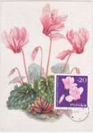 POLOGNE Carte Maximum - Cyclamens De Perse - Tarjetas Máxima