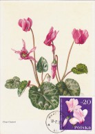 POLOGNE Carte Maximum - Cyclamens De Perse - Maximumkaarten