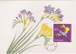 POLOGNE Carte Maximum - Freesia - Maximumkaarten