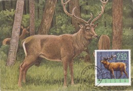 POLOGNE Carte Maximum - Cerf Rouge - Maximumkaarten