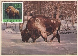 POLOGNE Carte Maximum - Bisons D'Europe - Maximumkaarten