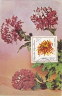 POLOGNE Carte Maximum - Chrysanthème - Tarjetas Máxima