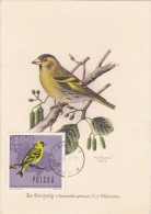 POLOGNE Carte Maximum - Serin - Cartoline Maximum