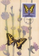 POLOGNE Carte Maximum - Machaon - Cartes Maximum