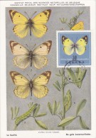 POLOGNE Carte Maximum - Colias Hyale - Cartes Maximum