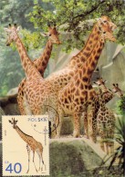 POLOGNE Carte Maximum - Girafe - Cartes Maximum