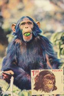 POLOGNE Carte Maximum - Chimpanz - Maximum Cards