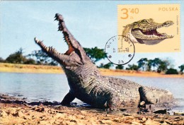 POLOGNE Carte Maximum - Crocodile - Tarjetas Máxima