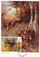 POLOGNE Carte Maximum - Cerf D'Europe - Cartes Maximum