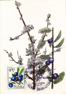 POLOGNE Carte Maximum - Prunus Spinosa - Tarjetas Máxima