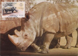 PORTUGAL Carte Maximum - Rhinocéros Blanc - Maximum Cards & Covers