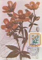 PORTUGAL ACORES Carte Maximum - Ranunculus Azoricus - Maximum Cards & Covers