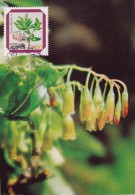 PORTUGAL ACORES Carte Maximum - Vaccinium Cylindraceum - Maximumkarten (MC)