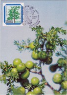 PORTUGAL ACORES Carte Maximum - Juniperus Brevifolia - Maximum Cards & Covers