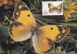 PORTUGAL ACORES Carte Maximum - Colias Croceus - Maximumkarten (MC)