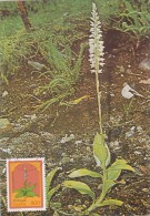 PORTUGAL MADERE Carte Maximum - Goodyera Macrophylla - Maximum Cards & Covers