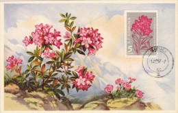 ROUMANIE Carte Maximum - Rhododendron Hirsute - Maximumkarten (MC)
