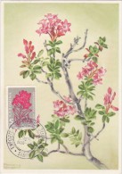 ROUMANIE Carte Maximum - Rhododendron Hirsute - Cartes-maximum (CM)