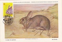 ROUMANIE Carte Maximum - Lapin - Cartes-maximum (CM)