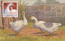 ROUMANIE Carte Maximum - Canard - Maximum Cards & Covers