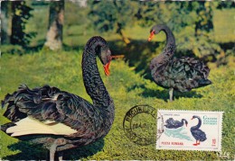 ROUMANIE Carte Maximum - Cygnes Noirs - Maximum Cards & Covers