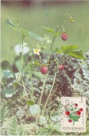 ROUMANIE Carte Maximum - Fraises Des Bois - Maximumkarten (MC)