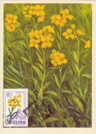 ROUMANIE Carte Maximum - Erysimum - Maximumkaarten