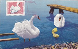 ROUMANIE Carte Maximum - Cygne Tubercul - Maximum Cards & Covers