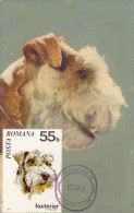 ROUMANIE Carte Maximum - Fox Terrier - Cartes-maximum (CM)