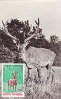 ROUMANIE Carte Maximum - Cervus Elaphus - Cartes-maximum (CM)