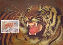 URSS Carte Maximum - Tigre - Autres & Non Classés