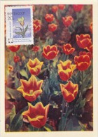 URSS Carte Maximum - Tulipe - Sonstige & Ohne Zuordnung