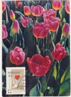 URSS Carte Maximum - Tulipe - Other & Unclassified