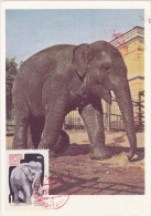 URSS Carte Maximum - Eléphant - Andere & Zonder Classificatie