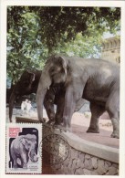 URSS Carte Maximum - Eléphant - Autres & Non Classés
