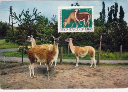 URSS Carte Maximum - Lama Et Oryx - Sonstige & Ohne Zuordnung